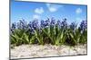 Hyacinths-Corepics-Mounted Photographic Print