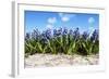 Hyacinths-Corepics-Framed Photographic Print