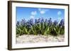 Hyacinths-Corepics-Framed Photographic Print