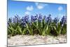 Hyacinths-Corepics-Mounted Photographic Print