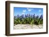 Hyacinths-Corepics-Framed Photographic Print