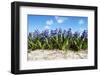 Hyacinths-Corepics-Framed Photographic Print