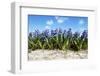 Hyacinths-Corepics-Framed Photographic Print