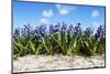 Hyacinths-Corepics-Mounted Photographic Print