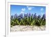 Hyacinths-Corepics-Framed Photographic Print