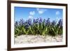 Hyacinths-Corepics-Framed Photographic Print