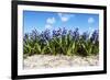 Hyacinths-Corepics-Framed Photographic Print