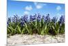 Hyacinths-Corepics-Mounted Photographic Print