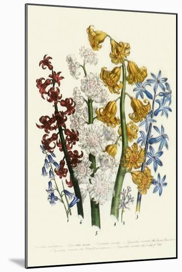 Hyacinths-null-Mounted Giclee Print