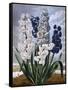 Hyacinths-null-Framed Stretched Canvas