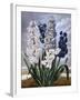 Hyacinths-null-Framed Art Print