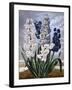 Hyacinths-null-Framed Art Print