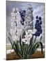 Hyacinths-null-Mounted Art Print