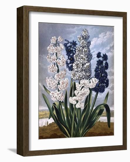 Hyacinths-null-Framed Art Print