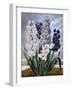 Hyacinths-null-Framed Art Print