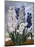 Hyacinths-null-Mounted Art Print