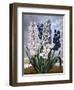 Hyacinths-null-Framed Art Print