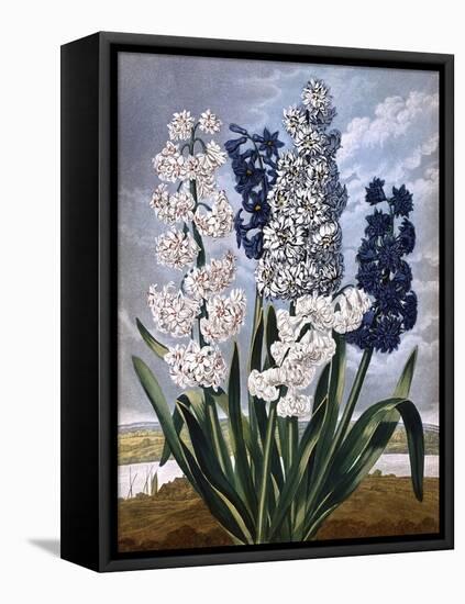 Hyacinths-null-Framed Stretched Canvas