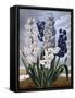 Hyacinths-null-Framed Stretched Canvas