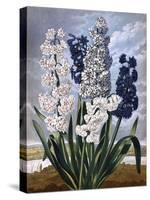 Hyacinths-null-Stretched Canvas