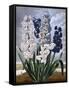 Hyacinths-null-Framed Stretched Canvas