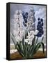 Hyacinths-null-Framed Stretched Canvas