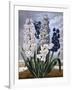 Hyacinths-null-Framed Art Print