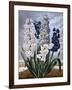 Hyacinths-null-Framed Art Print