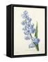 Hyacinthus Orientalis (Common Hyacinth), Engraved by Victor, from 'Choix Des Plus Belles Fleurs',…-Pierre-Joseph Redouté-Framed Stretched Canvas