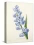Hyacinthus Orientalis (Common Hyacinth), Engraved by Victor, from 'Choix Des Plus Belles Fleurs',…-Pierre-Joseph Redouté-Stretched Canvas