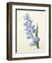 Hyacinthus Orientalis (Common Hyacinth), Engraved by Victor, from 'Choix Des Plus Belles Fleurs',…-Pierre-Joseph Redouté-Framed Giclee Print