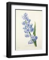 Hyacinthus Orientalis (Common Hyacinth), Engraved by Victor, from 'Choix Des Plus Belles Fleurs',…-Pierre-Joseph Redouté-Framed Giclee Print