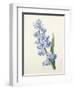 Hyacinthus Orientalis (Common Hyacinth), Engraved by Victor, from 'Choix Des Plus Belles Fleurs',…-Pierre-Joseph Redouté-Framed Giclee Print