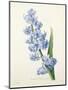 Hyacinthus Orientalis (Common Hyacinth), Engraved by Victor, from 'Choix Des Plus Belles Fleurs',…-Pierre-Joseph Redouté-Mounted Giclee Print