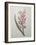 Hyacinthus Orientalis-Pierre-Joseph Redoute-Framed Art Print