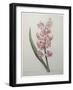 Hyacinthus Orientalis-Pierre-Joseph Redoute-Framed Art Print