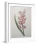 Hyacinthus Orientalis-Pierre-Joseph Redoute-Framed Art Print