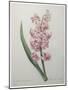 Hyacinthus Orientalis-Pierre-Joseph Redoute-Mounted Art Print