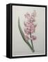 Hyacinthus Orientalis-Pierre-Joseph Redoute-Framed Stretched Canvas