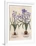 Hyacinthus Orientalis-Basilius Besler-Framed Art Print