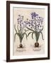 Hyacinthus Orientalis-Basilius Besler-Framed Art Print