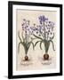 Hyacinthus Orientalis-Basilius Besler-Framed Art Print