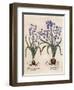 Hyacinthus Orientalis-Basilius Besler-Framed Art Print