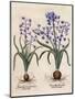 Hyacinthus Orientalis-Basilius Besler-Mounted Art Print