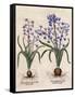 Hyacinthus Orientalis-Basilius Besler-Framed Stretched Canvas