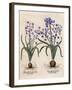 Hyacinthus Orientalis-Basilius Besler-Framed Art Print