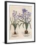 Hyacinthus Orientalis-Basilius Besler-Framed Art Print