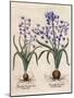 Hyacinthus Orientalis-Basilius Besler-Mounted Art Print