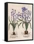 Hyacinthus Orientalis-Basilius Besler-Framed Stretched Canvas