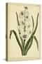 Hyacinthus, Pl. CXLVIII-Phillip Miller-Stretched Canvas